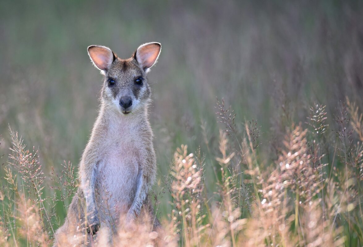 agile wallaby