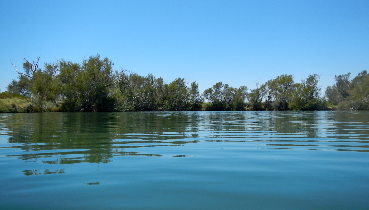 Calm water reflecting trees and blue sky at Dalhousie Springs in Witjira National Park, South Australia